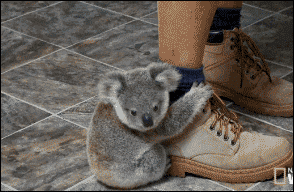 adorable,agarrado,cachorro,koala,pedazo de garras,si lo ha de saber por las uñas