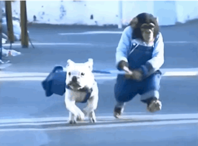 cachorro,carrera,chimpance,mono,o intentarlo al menos,perro,sacar a pasear