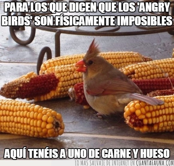 angry bird,angry birds,comer,comida,maíz