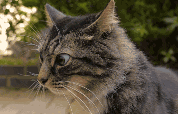 catnip,es una especie de hierba para gatos,fliparlo muy fuerte,gato,lo flipa,mirada loca
