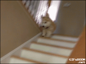 bajar,corgi,escalera,paticorto,perrito,perro,salta.saltando