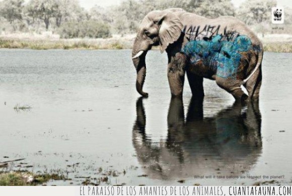 elefante,graffiti,pintada,pintar,wwf