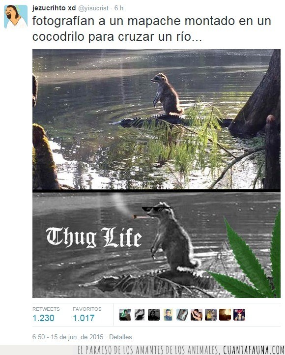mapache,cocodrilo,cruzar,río,thug life