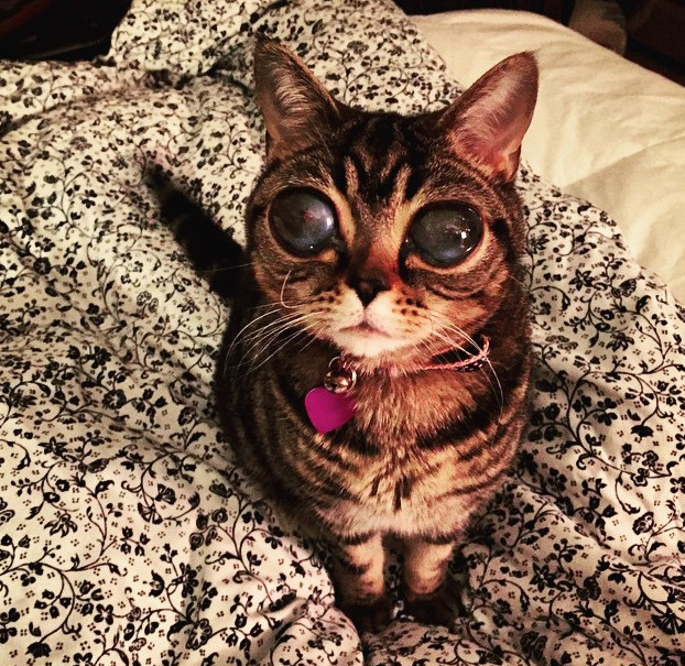 lista,gatos,gata,Matilda,ojos grandes,preciosa,aliencat,fotos,Instagram