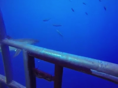 intruso,jaula,susto,tiburón