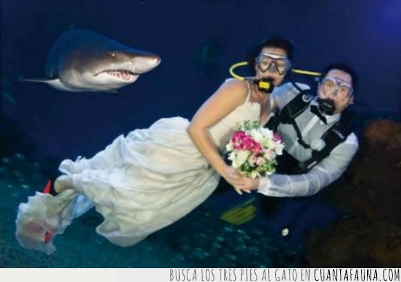 boda,casar,entre,La muerte llegara pronto,matrimonio,novia,novio,tiburon,Tiburooooon!