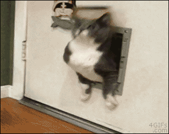 gato,gordo,puerta,trampilla