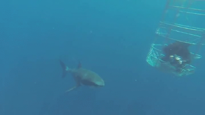 atacar,ataque,hasta para ellos mismos,submarinista,tiburon