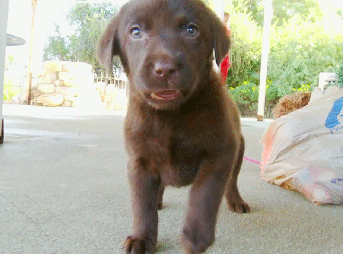 adorable,chocolate,jugar,labrador,marron,perro,precioso