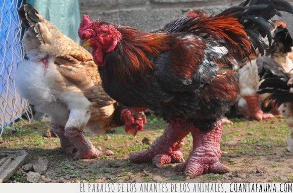 28966 - Podría parecer que son pollos transgénicos con esas patas, pero no, es una rara especie de Vietnam