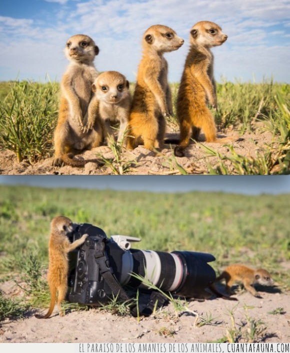 28980 - Los documentales de suricatas se los hacen ellos mismos