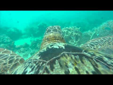 29262 - Tour por la Gran Barrera de Coral en la espalda de una tortuga