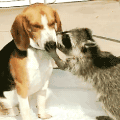 amor,beagle,besitos,besos,mapache,perro