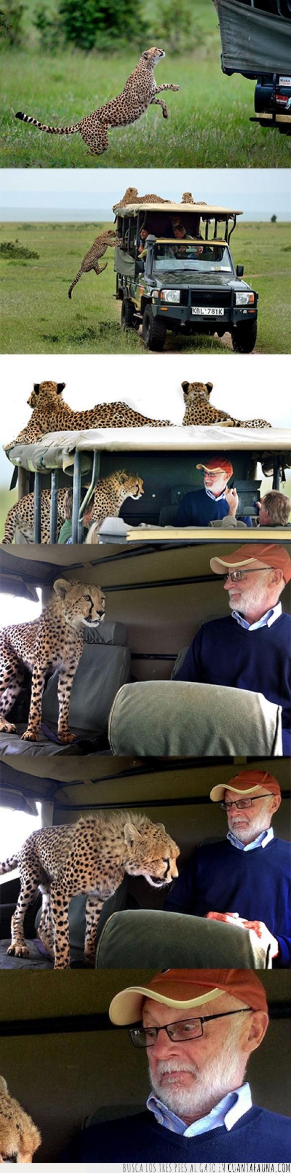 dócil,felino,guepardos,safari,sorpresa,susto