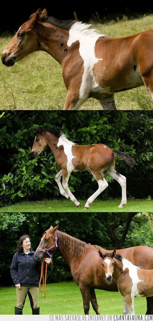 caballo,mancha,inception,caballo dentro de caballo,curioso,sombra,se ajusta perfectamente