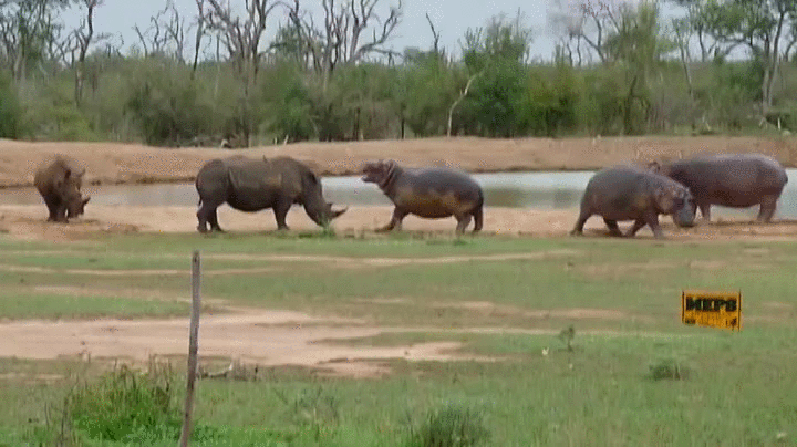 cobarde,cualquiera se asustaría,hipopotamo,mejor que no se hagan daño,pero usa tu cuerno!,rinoceronte