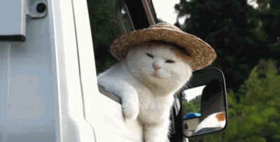 esperar,copiloto,gato,sombrero,coche,furgoneta,mirar hacia atrás