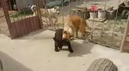el abrazo del oso,luchador,osezno,oso,perro,pressing catch