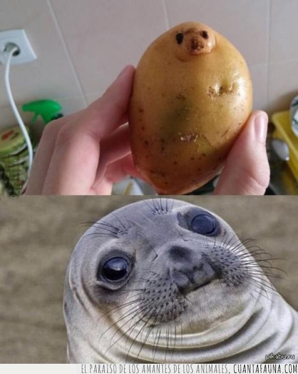 foca,meme,parecido razonable,patata,seal