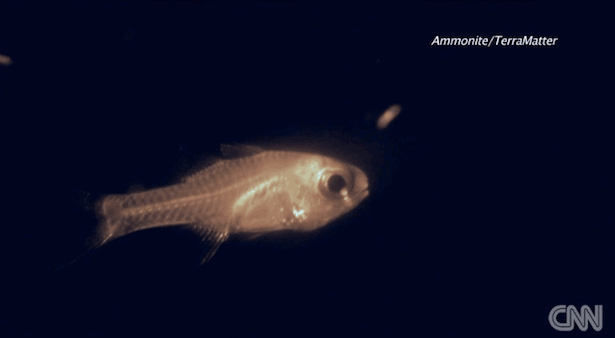 bioluminiscente,hadouken,lanzar,ostracod,pescado,pez,quimica