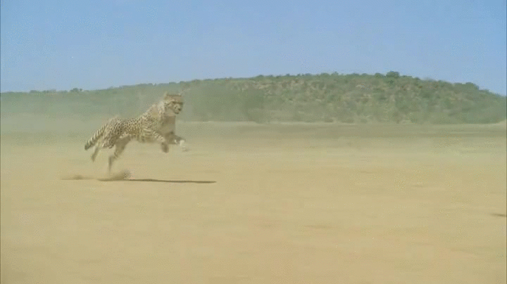 correr,esplendor,guepardo,velocidad