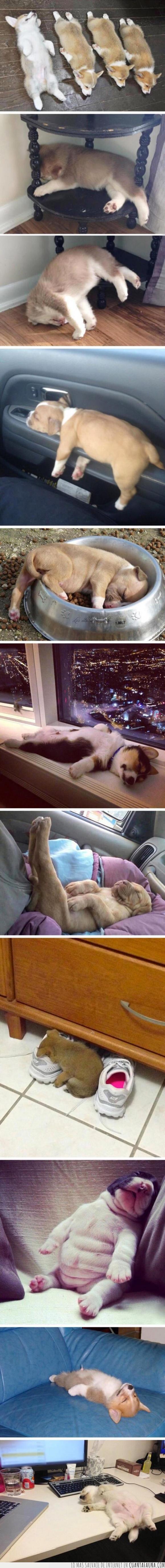 cachorros,dormir,perros,siestas