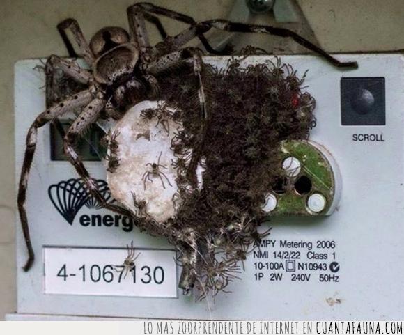Animales,Aracnofobia,Arañas,Australia,Central Eléctrica,electricidad,Fauna,Huevos,Miedo,Panel eléctrico,Quemar,Quemo mi casa,Red eléctrica,Terror