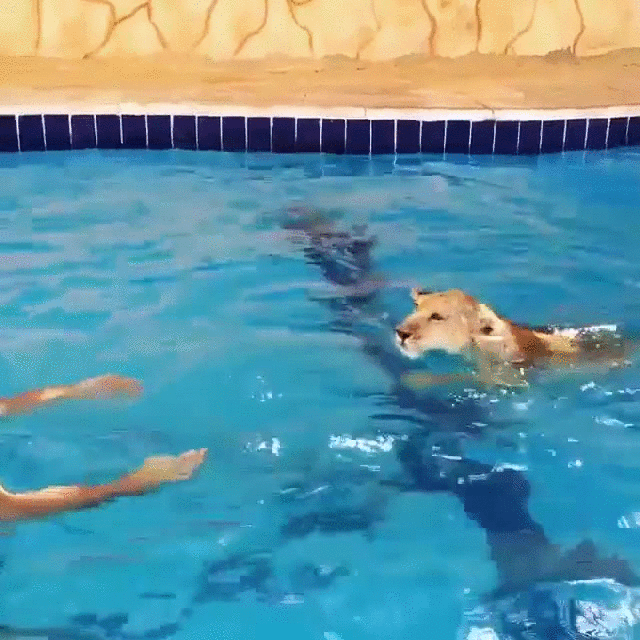 cansado,leon,nadar,piscina