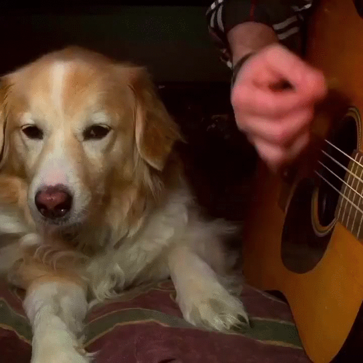 cansino,guitarra,perro,tocar