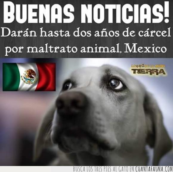 animal,ley cárcel,Maltrato,México,perro