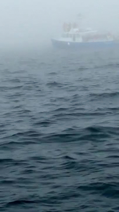 agua,ballena,mar,salto