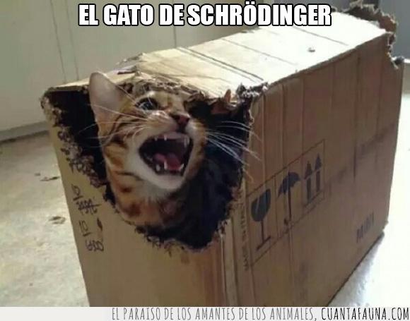 cabreado,caja,experimento,gato,Schrödinger