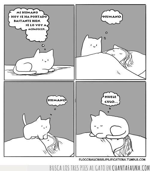 huele,gracias,gato,cama,dormir