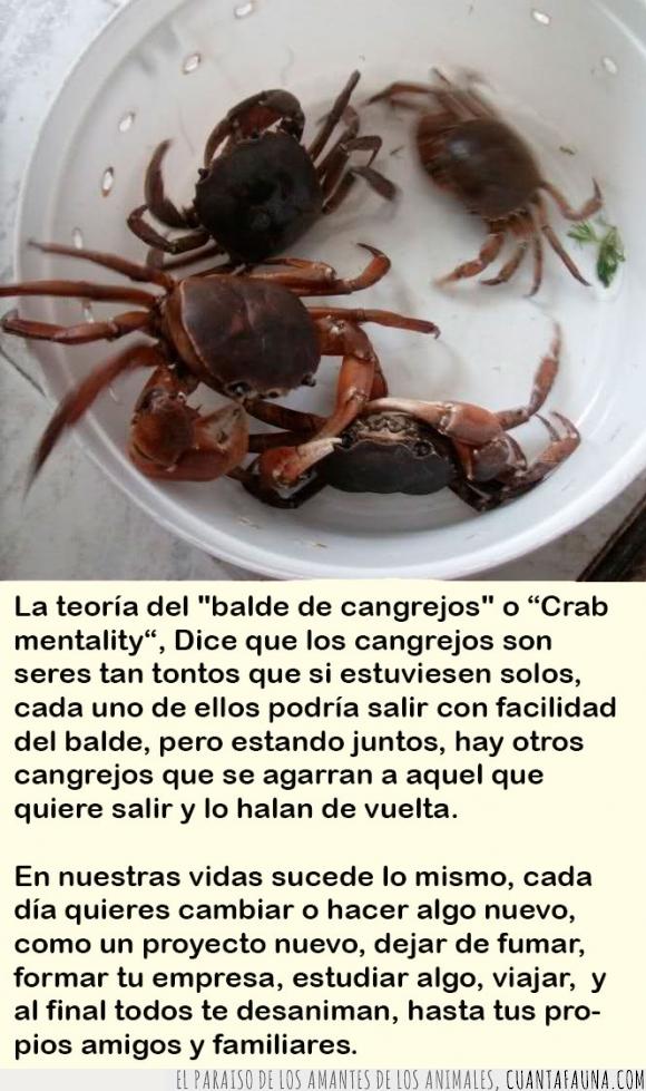 cangrejos,competencia,Crab mentality,crabs in the bucket,envidia,Individual,metáfora,teoría