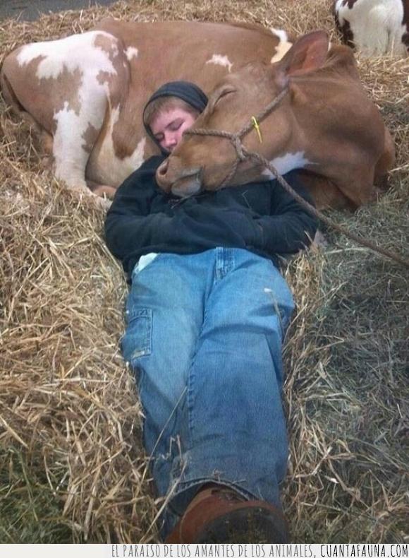 comodidad,comodo,dormir,granja,ternera,ternero,vaca