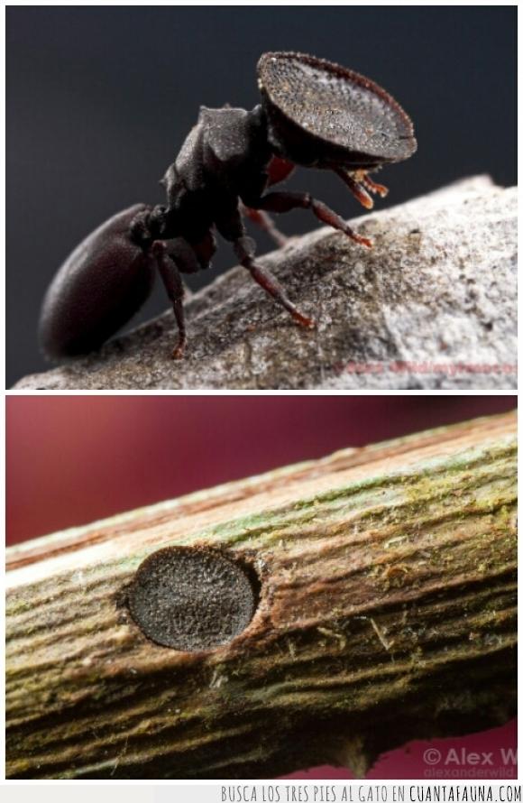 curiosidades,da un poco de grimilla,hormiga cabeza de puerta,Hormiga tortuga,insecto