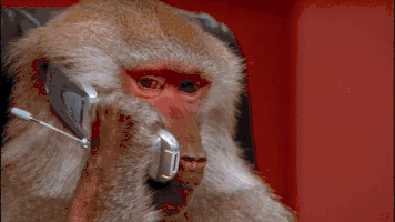 babuino,chimpance,llamada,llamar,mirada,mono,novia,risa,telefono