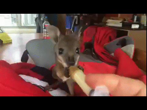 bebé,jeringuilla,comer,pero si es que es enano,ualabi,wallaby,tipo de canguro