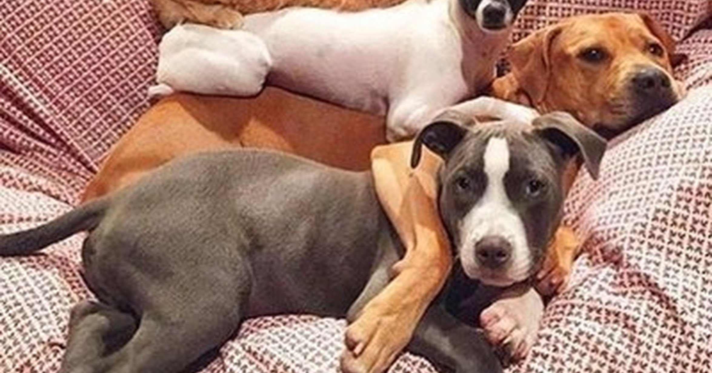 забавные собаки. многодрмашних животных. дом для собаки. много собак дома. много домашних животных.