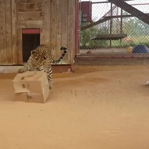 caja de cartón,gato grande,jaguar,jugar,leopardo,zoo