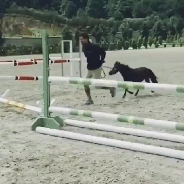 adorable,caballo,enano,hipica,salta,saltar,salto