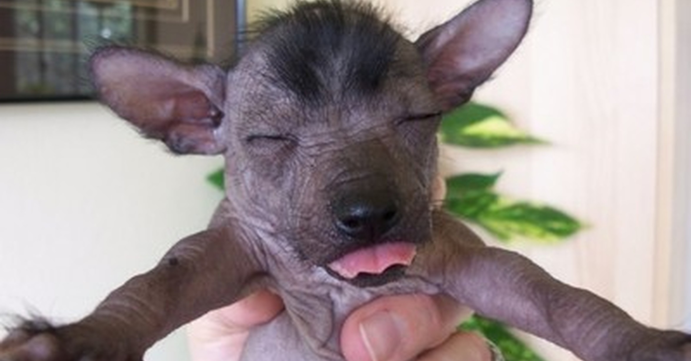 Small Mexican Dog Small Mexican Dog