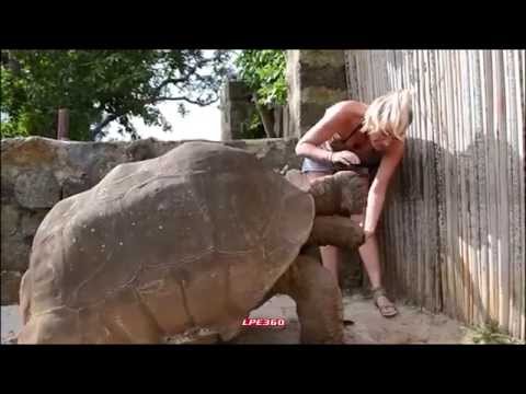 32080 - Menuda impresión dar de comer de la mano a esta tortuga de tierra gigante