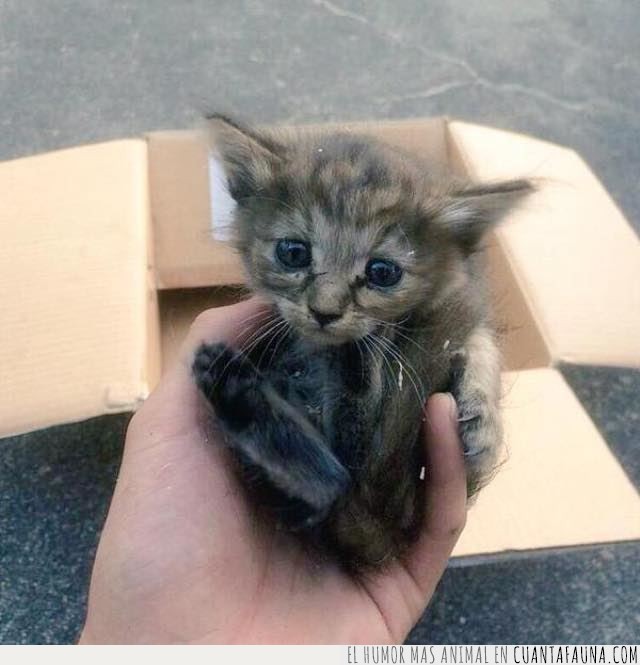 Esta gatita fue adoptada por seis hurones y ahora son una preciosa familia hurones,gatita,hamaca,adoptada,familia,un hurón más,pues parece que se llevan genial