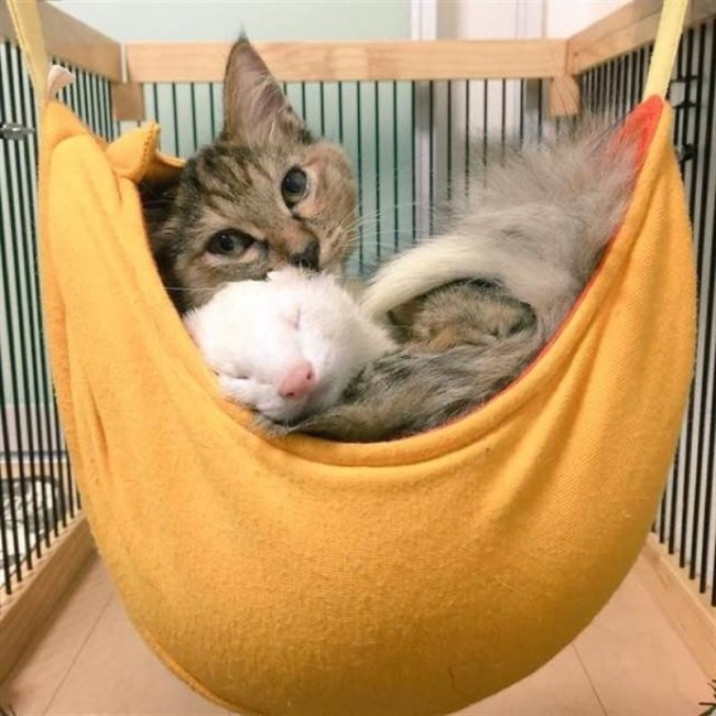 Esta gatita fue adoptada por seis hurones y ahora son una preciosa familia hurones,gatita,hamaca,adoptada,familia,un hurón más,pues parece que se llevan genial