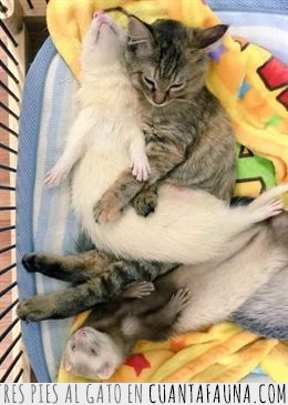 Esta gatita fue adoptada por seis hurones y ahora son una preciosa familia hurones,gatita,hamaca,adoptada,familia,un hurón más,pues parece que se llevan genial