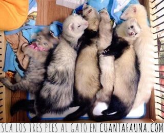 Esta gatita fue adoptada por seis hurones y ahora son una preciosa familia hurones,gatita,hamaca,adoptada,familia,un hurón más,pues parece que se llevan genial