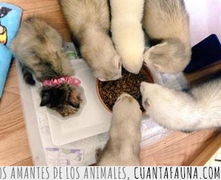 Esta gatita fue adoptada por seis hurones y ahora son una preciosa familia hurones,gatita,hamaca,adoptada,familia,un hurón más,pues parece que se llevan genial