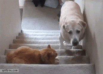 escaleras,gato,la nobleza de los perros,miedo,pasar,perro,siendo mucho más grande,subir