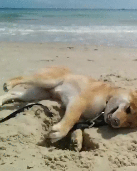 agua,arena,felicidad,jugar,mar,perro